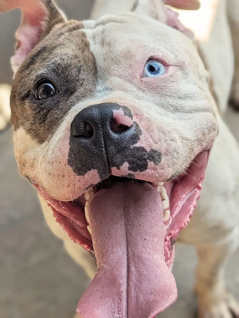An adult medium-sized female White / Cream Pit Bull Terrier dog named Magnolia for adoption in Chicago, IL