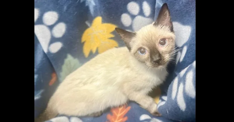 A baby small-sized female Domestic Short Hair cat named Cheyenne for adoption in Groveland, MA