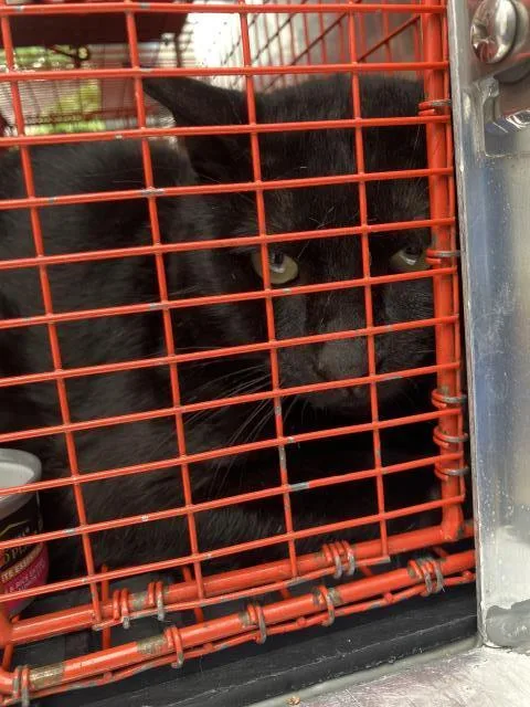 A young medium-sized male Domestic Short Hair cat named Dillon for adoption in Dallas, TX