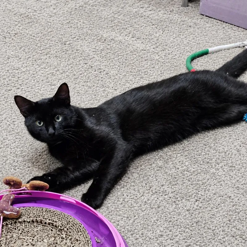 An adult medium-sized male Brown / Chocolate Domestic Short Hair cat named Jetson for adoption in Edwardsville, IL
