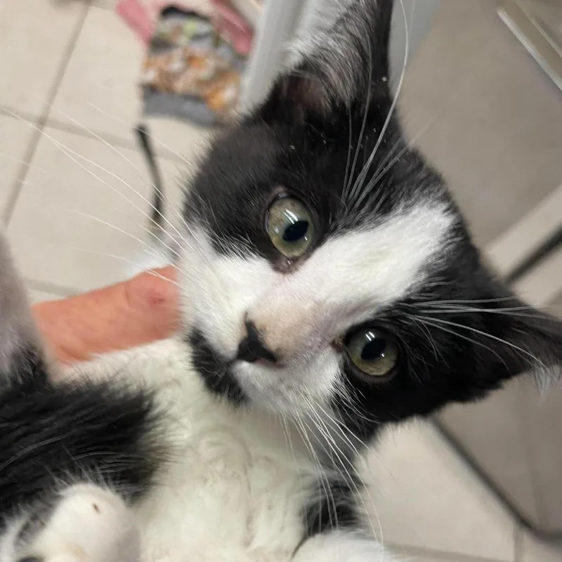 A baby small-sized male Black Domestic Short Hair cat named Link for adoption in Hemet, CA