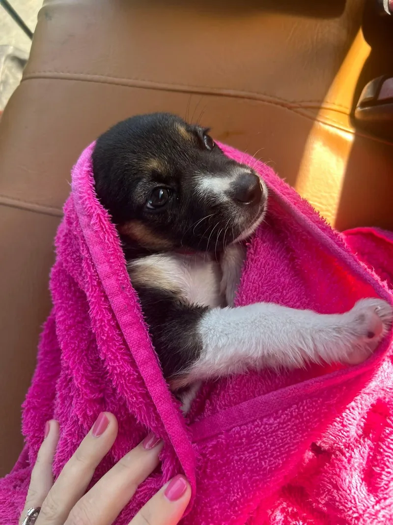 Pink Pup