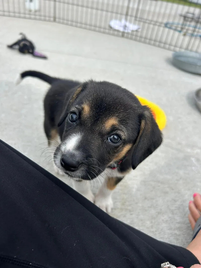 Pink Pup thumbnail 2
