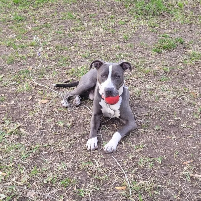 An adult medium-sized male Gray / Blue / Silver Pit Bull Terrier dog named Tony for adoption in Houston, TX