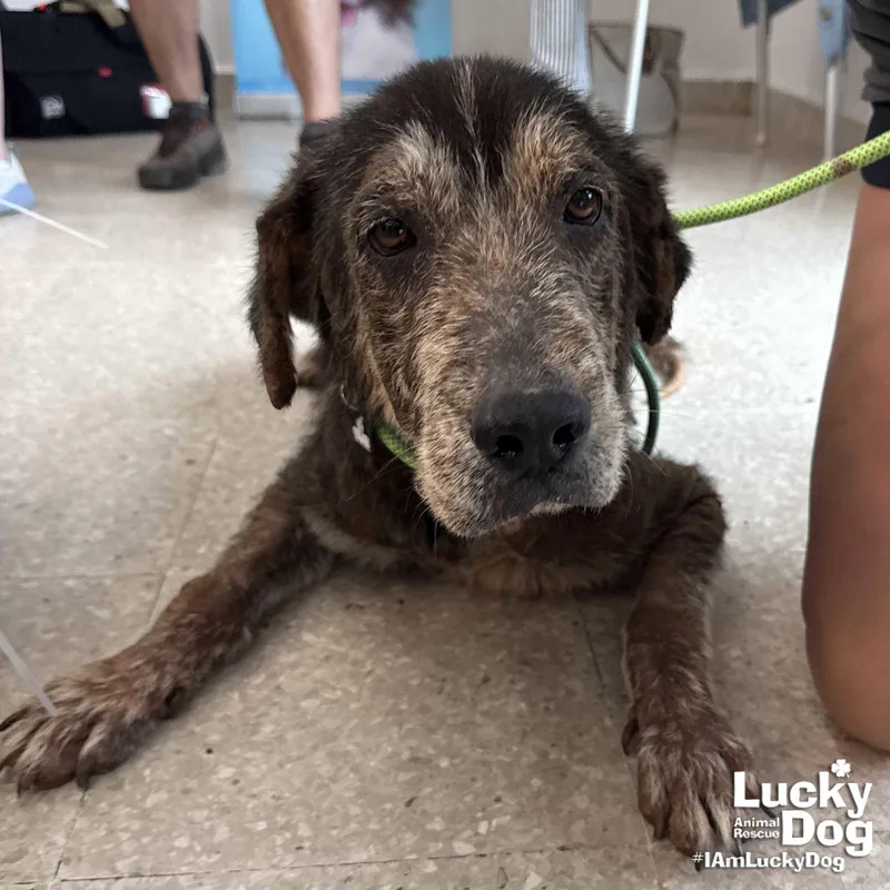 An adult large-sized male Labrador Retriever dog named Edward for adoption in Washington, DC