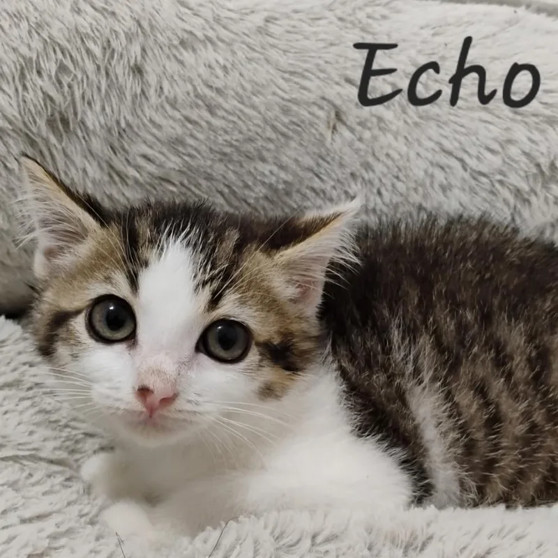 A baby small-sized female Brown / Chocolate Domestic Short Hair cat named Echo for adoption in Waldorf, MD