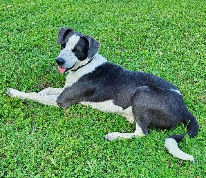 A young medium-sized male Labrador Retriever dog named Dewey LOCAL for adoption in Wakefield, RI