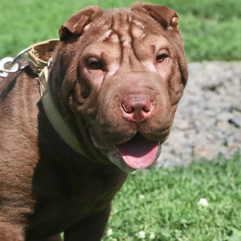 A young medium-sized female Brown / Chocolate Shar-Pei dog named Crinkles for adoption in Allentown, PA