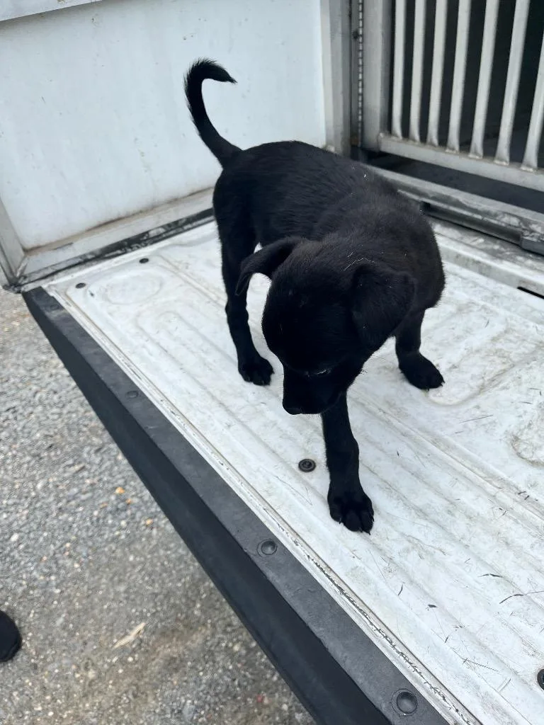 A baby medium-sized male Labrador Retriever dog named Ron for adoption in Benton, AR