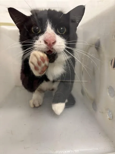 A young small-sized male Domestic Short Hair cat named Arthur for adoption in Indianapolis, IN