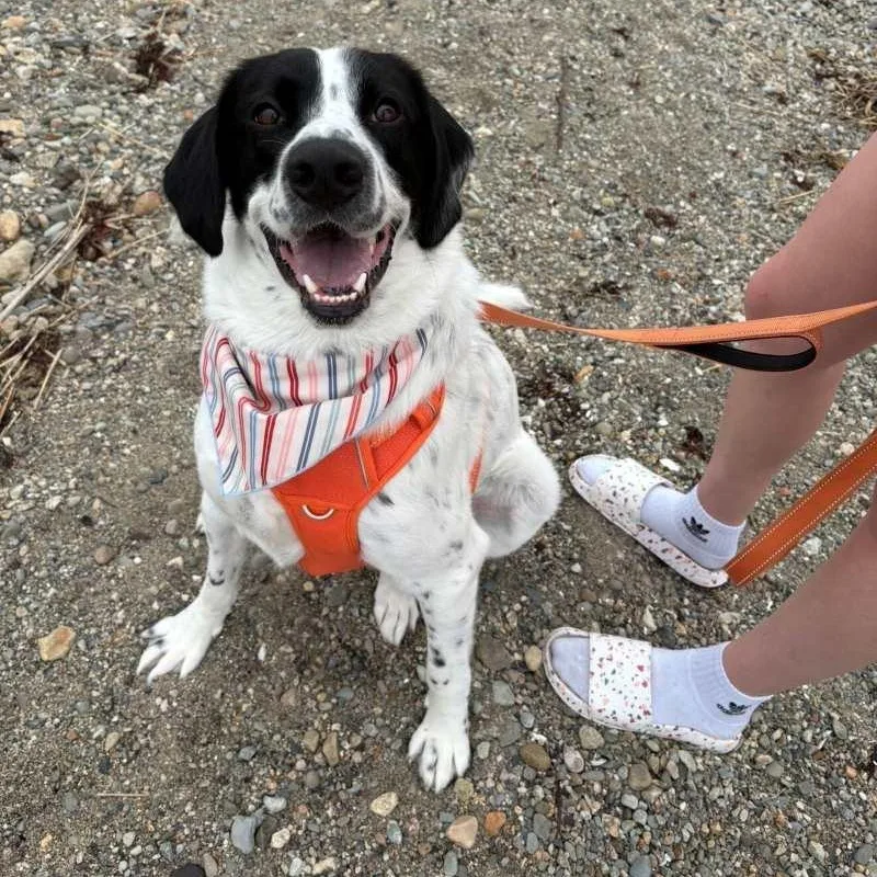 An adult large-sized male Great Pyrenees dog named Barkley for adoption in New Bedford, MA