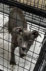 A baby medium-sized female Gray / Blue / Silver Pit Bull Terrier dog named Indigo for adoption in Portsmouth, OH