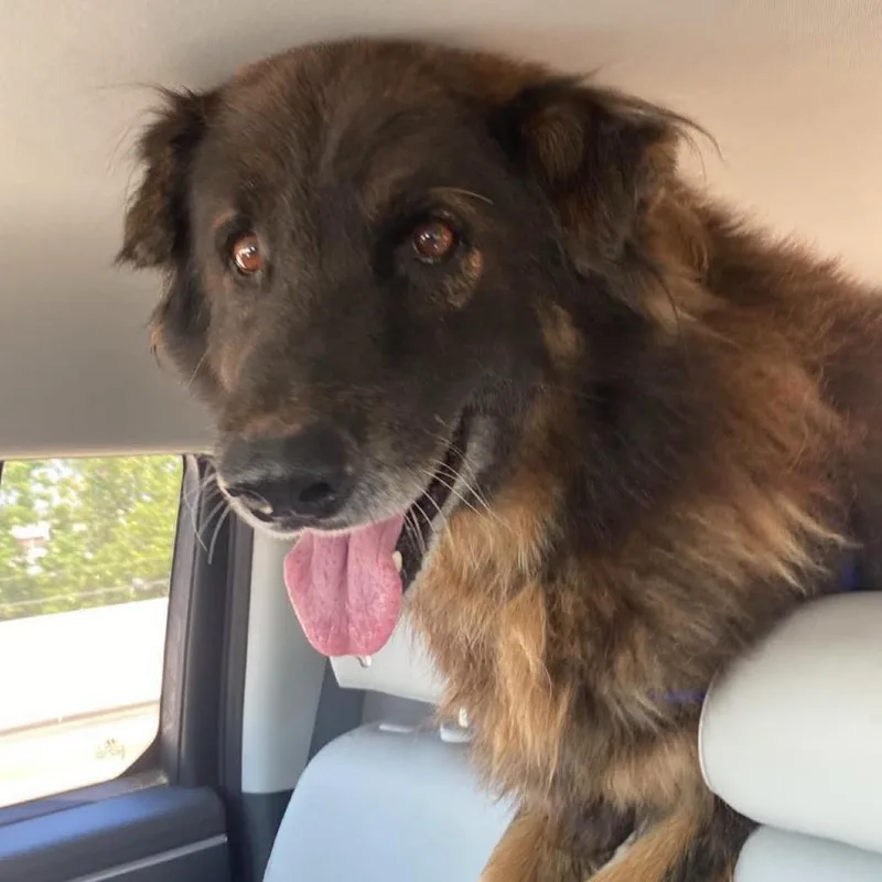 A senior large-sized male Black German Shepherd Dog dog named Brock for adoption in Stephens City, VA