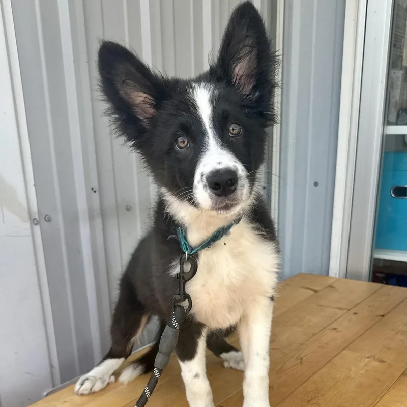 A baby medium-sized male Black Border Collie dog named Schmidt DI for adoption in Union, MO