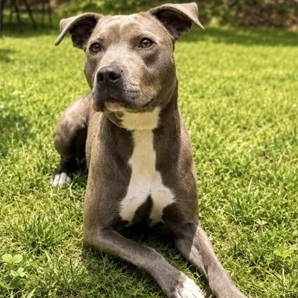 An adult medium-sized female Pit Bull Terrier dog named Little Foot for adoption in Dahlonega, GA