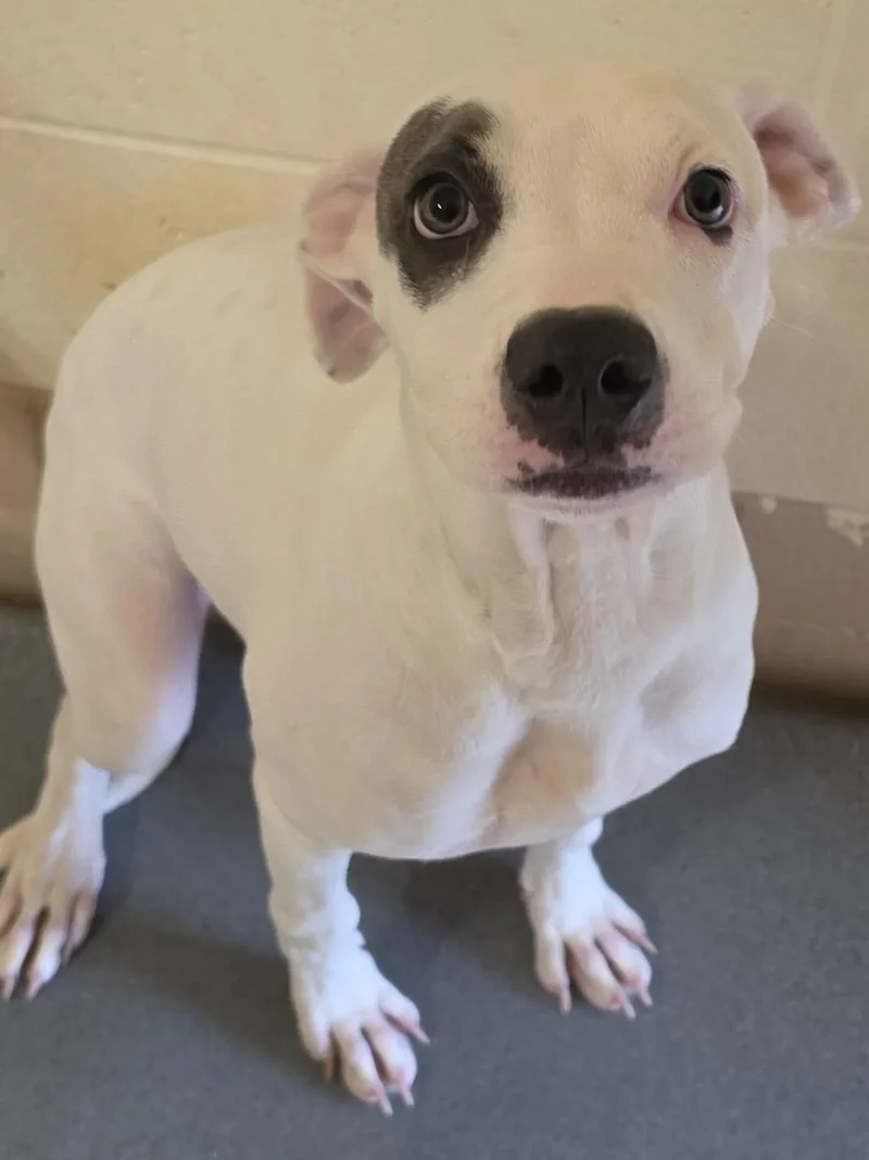 A young small-sized female Pit Bull Terrier dog named Dottie for adoption in Danville, VA