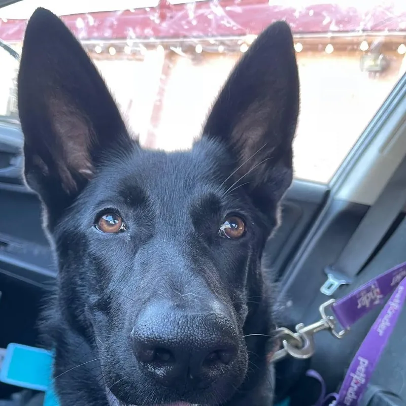 A young large-sized female Black German Shepherd Dog dog named Chella for adoption in Waggaman, LA
