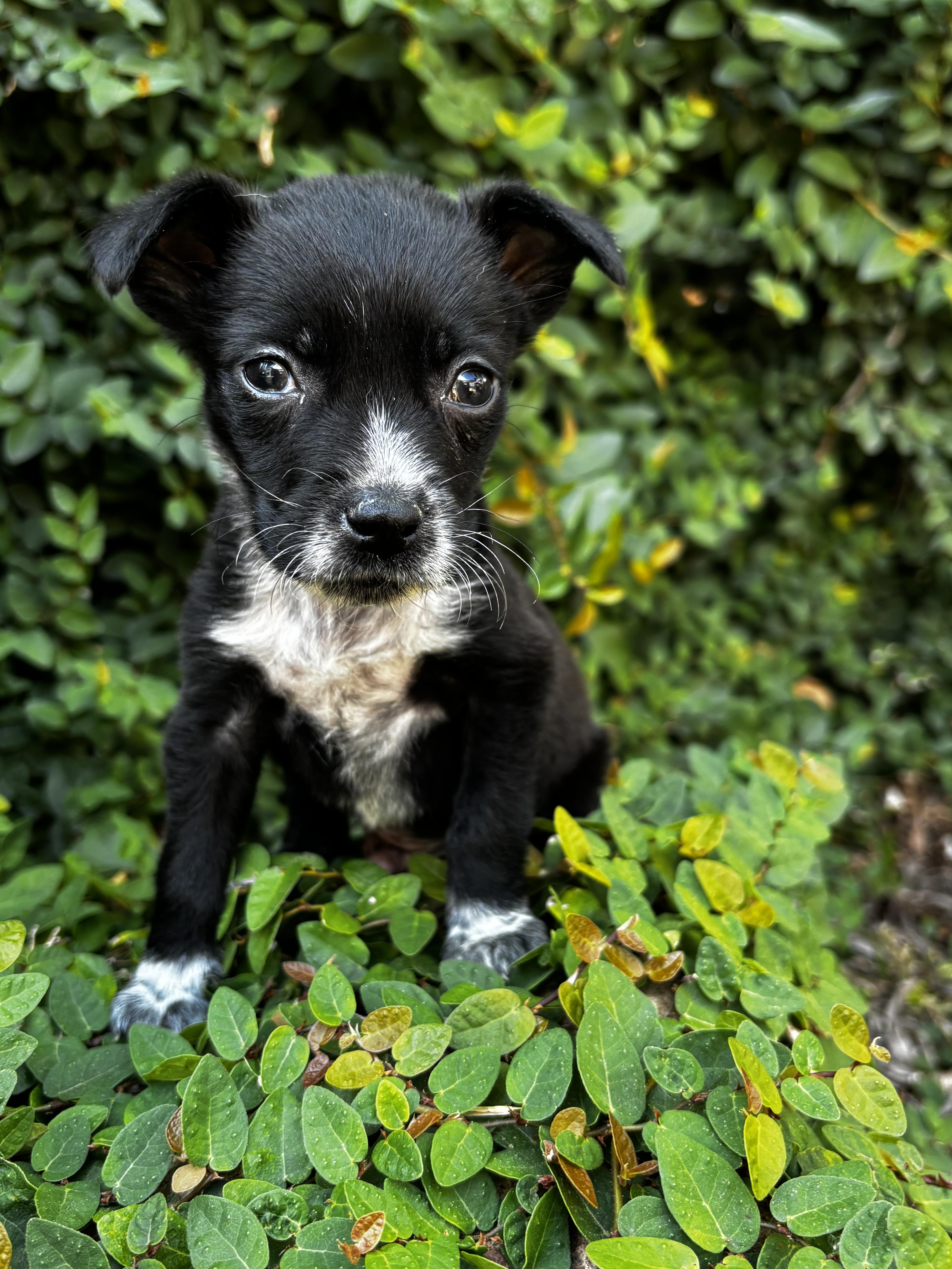 A baby small-sized male Mixed Breed dog named Dodger for adoption in Penryn, CA