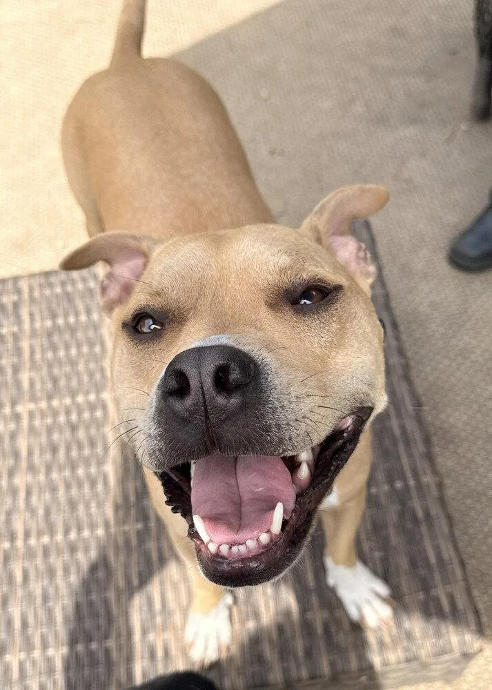 An adult medium-sized male Terrier dog named Doc Watson for adoption in Candler, NC