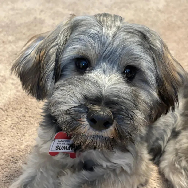 A young small-sized female Gray / Blue / Silver Yorkshire Terrier dog named Sumatra for adoption in Wake Forest, NC