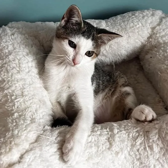 A baby small-sized female Buff / Tan / Fawn Domestic Short Hair cat named Wilma for adoption in Harrisonburg, VA