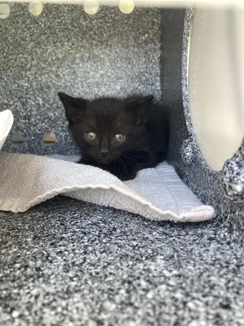 A baby small-sized male Domestic Short Hair cat named Dior for adoption in Dallas, TX