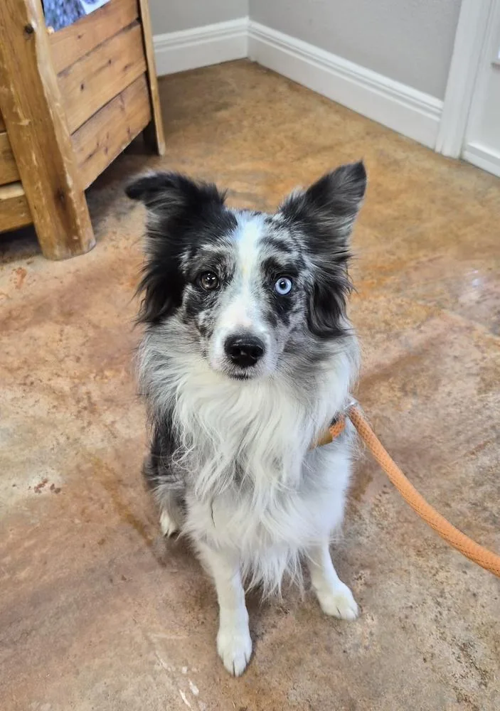 A young small-sized male Australian Shepherd dog named Caspian for adoption in Bolivar, MO