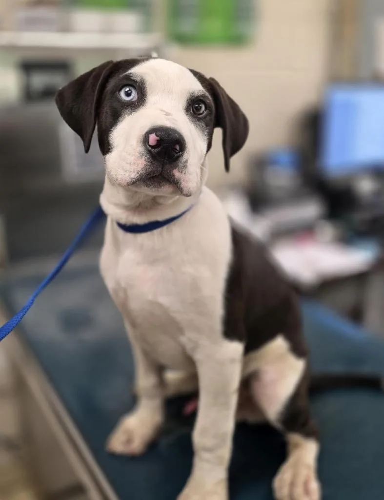 A baby extra large-sized male English Pointer dog named Moon for adoption in North Syracuse, NY