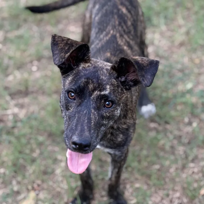 A young medium-sized female Brindle Mixed Breed dog named Mia for adoption in Chicopee, MA