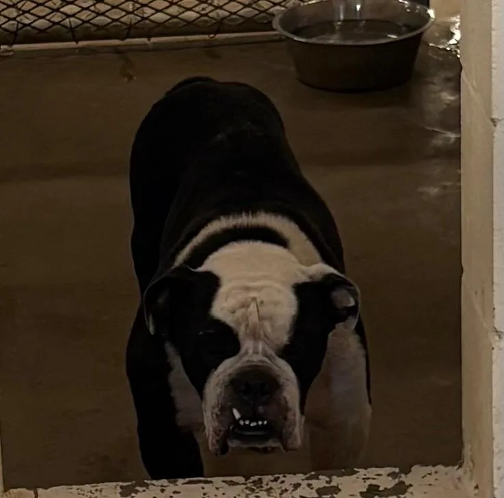 An adult medium-sized male English Bulldog dog named Sully for adoption in Belton, TX
