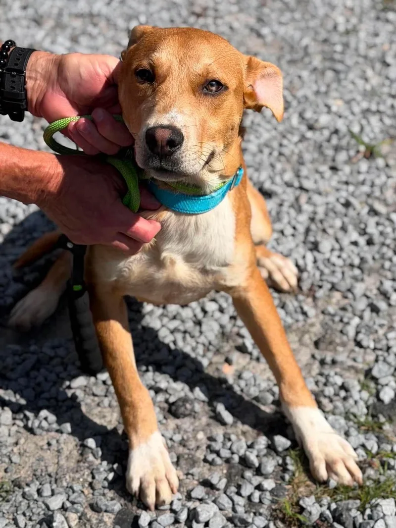 A young medium-sized male Carolina Dog dog named Finn for adoption in Port Saint Lucie, FL
