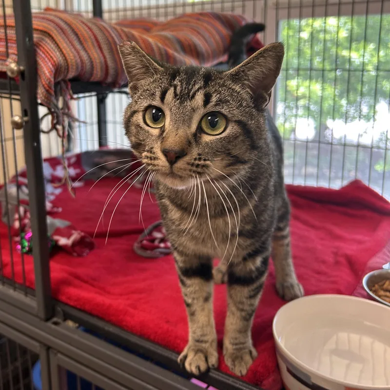 A young medium-sized male Tabby (Brown / Chocolate) Domestic Short Hair cat named Baldwin for adoption in Seymour, TN