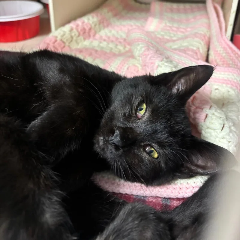 A young small-sized male Black Domestic Short Hair cat named Sudoku for adoption in Newark, NJ