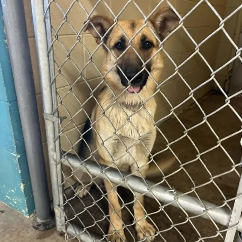An adult large-sized female Sable German Shepherd Dog dog named Sarah for adoption in Wilmington, DE