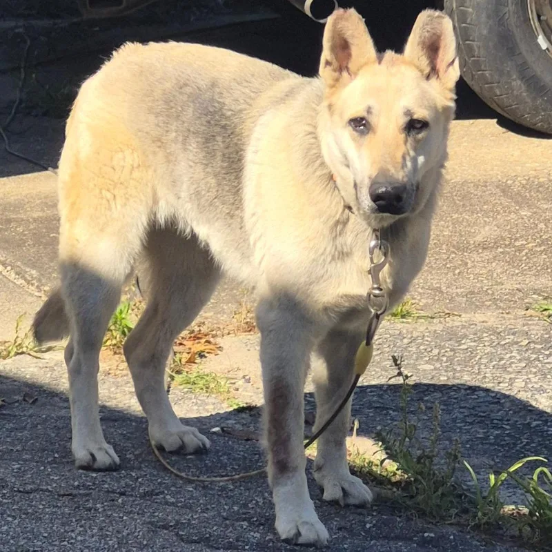 Strayeastbrittdavidroad"maggie"