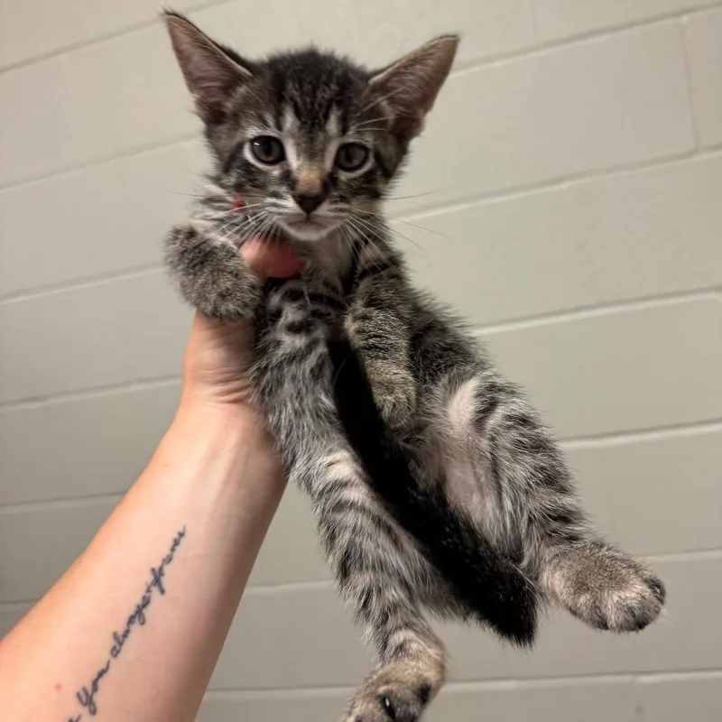A baby small-sized male Brown / Chocolate Domestic Short Hair cat named Bozeman for adoption in Bristol, IN