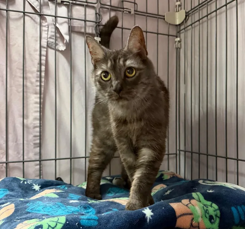 A senior medium-sized female Domestic Short Hair cat named Carbon for adoption in Cincinnati, OH