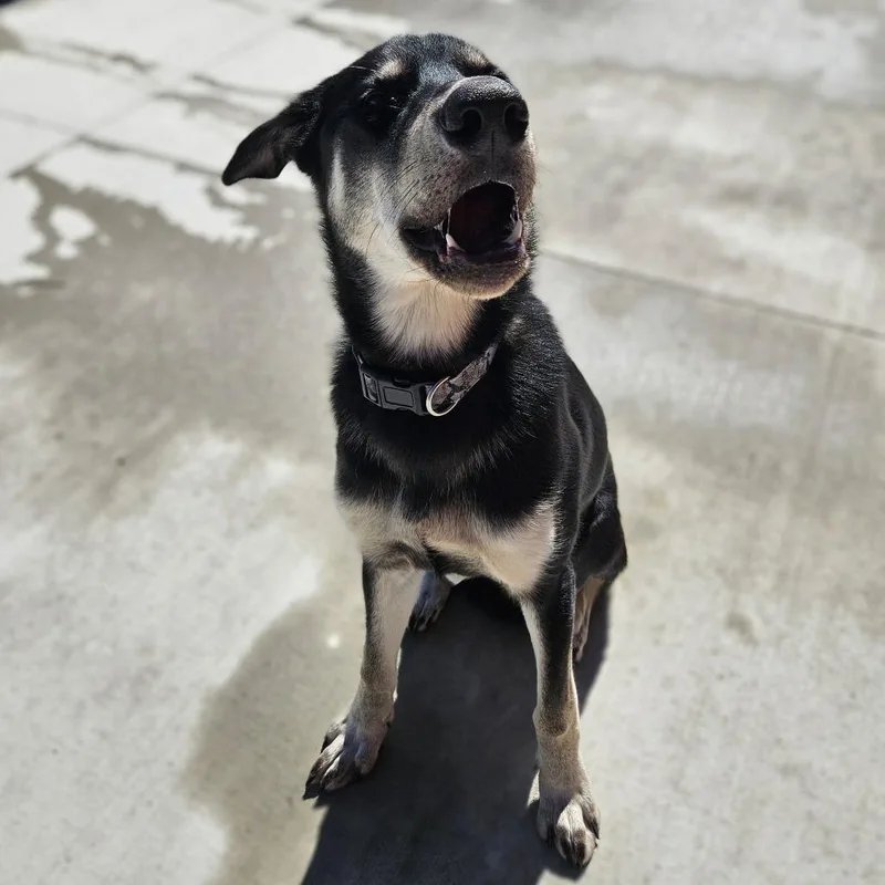 A young extra large-sized female Black Labrador Retriever dog named Willow for adoption in Monticello, IA
