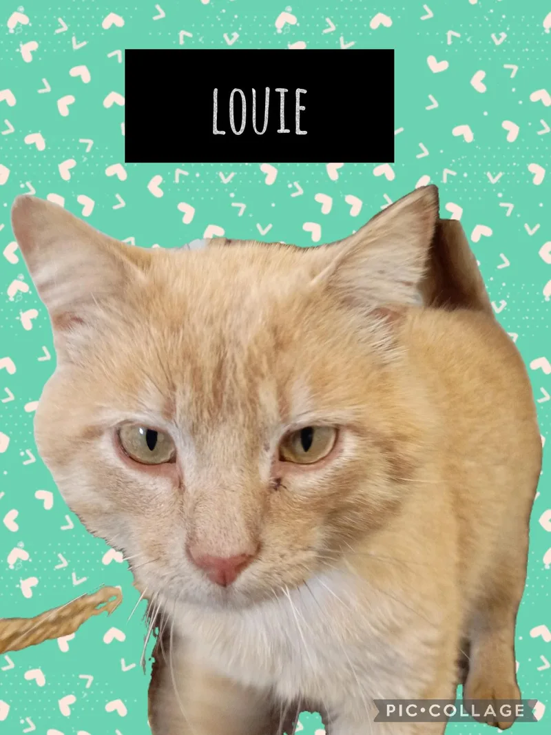 A young medium-sized male Tabby cat named Louie for adoption in Muncie, IN