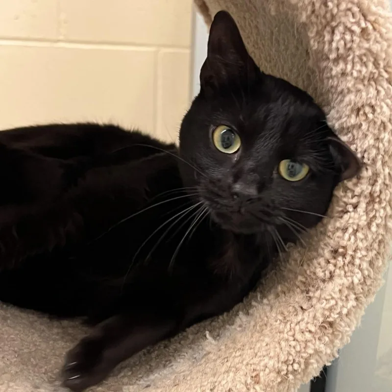 An adult small-sized female Domestic Short Hair cat named Ashley for adoption in Columbia, IL