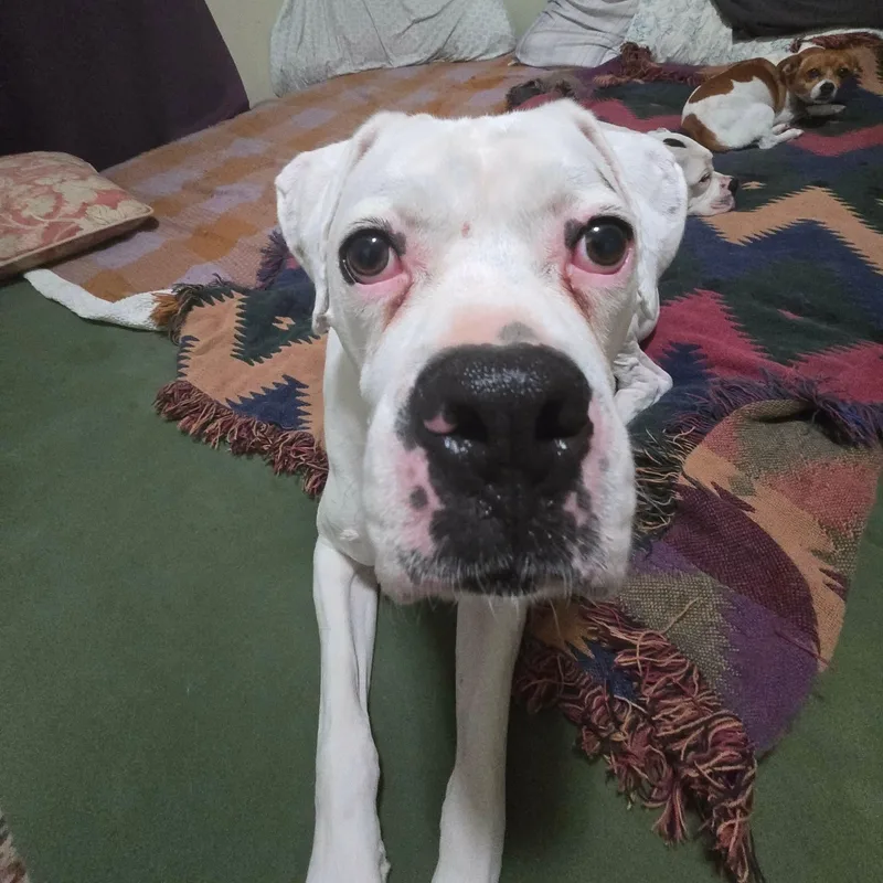 Pharaoh thumbnail 3