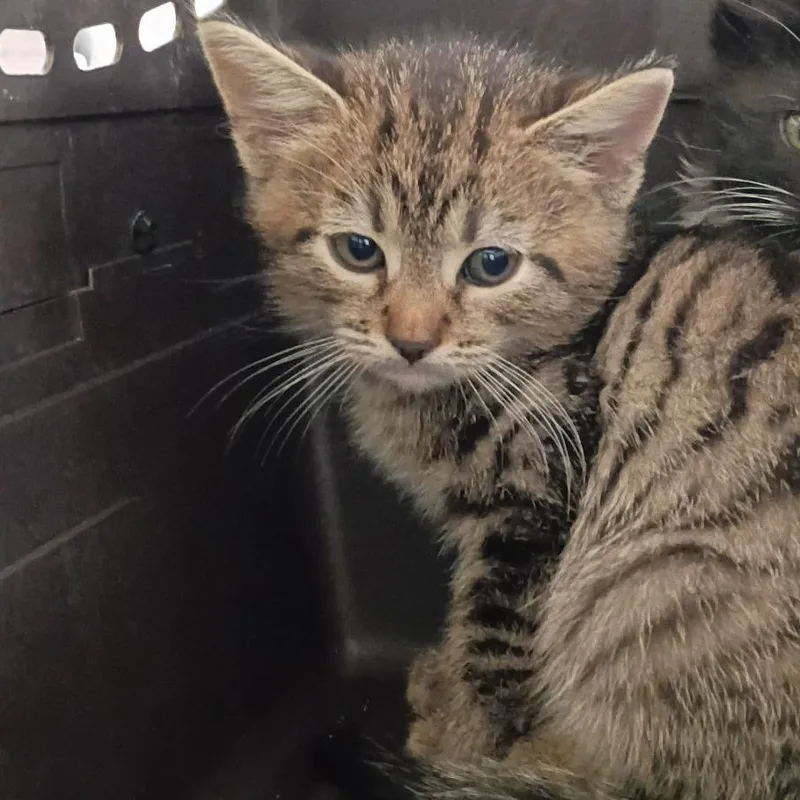 A baby small-sized male Brown / Chocolate American Shorthair cat named Threehorn for adoption in Lynchburg, VA