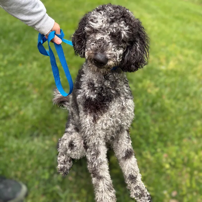 A young medium-sized male Gray / Blue / Silver Poodle dog named Pucci for adoption in Columbia, MD