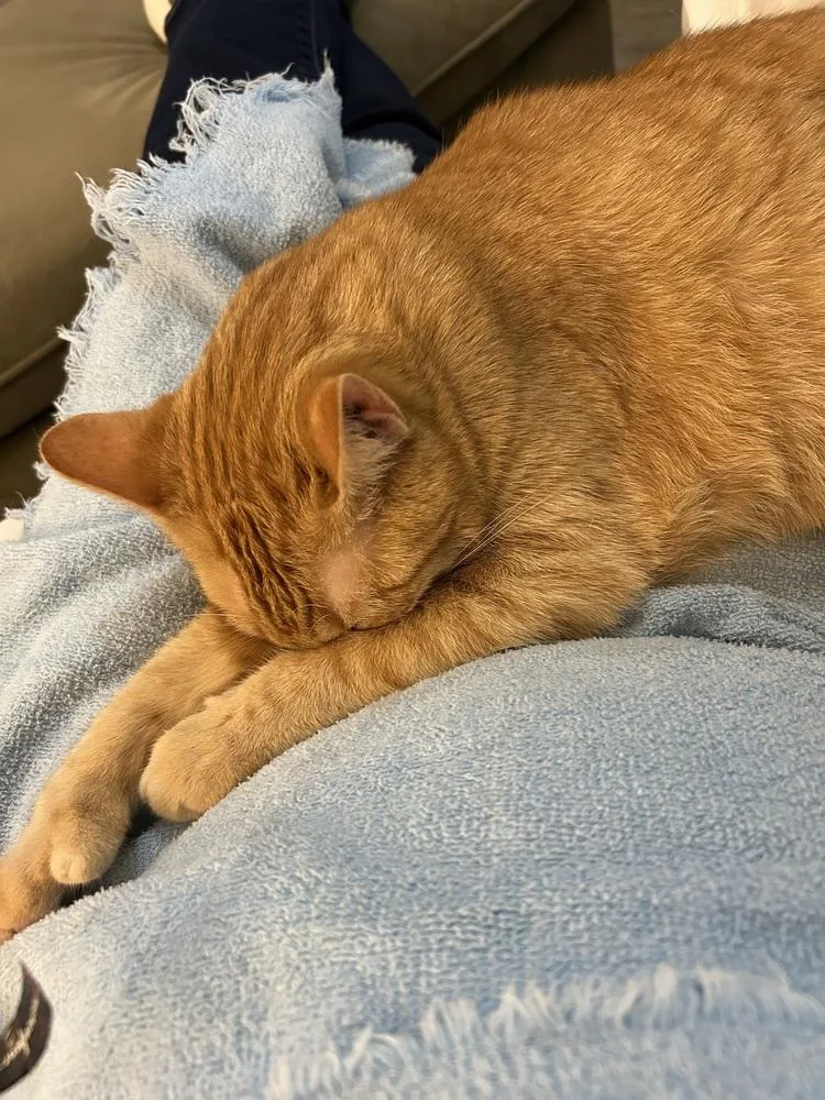 A senior medium-sized female Tabby (Orange / Red) Domestic Short Hair cat named Thumbs for adoption in Urbana, IL