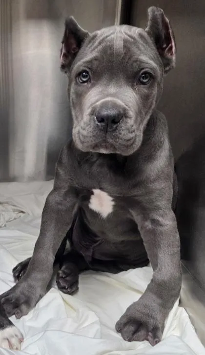A baby large-sized male Cane Corso dog named Perry for adoption in Malvern, PA