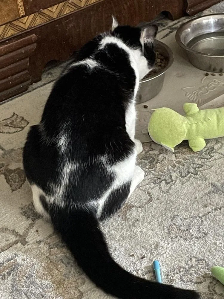 A young small-sized male Black & White / Tuxedo Domestic Short Hair cat named Gillie for adoption in New Woodstock, NY