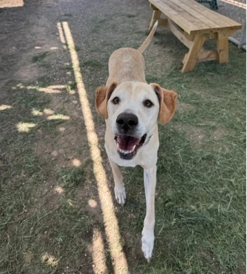 A senior large-sized male Labrador Retriever dog named Cooper for adoption in Sedalia, CO
