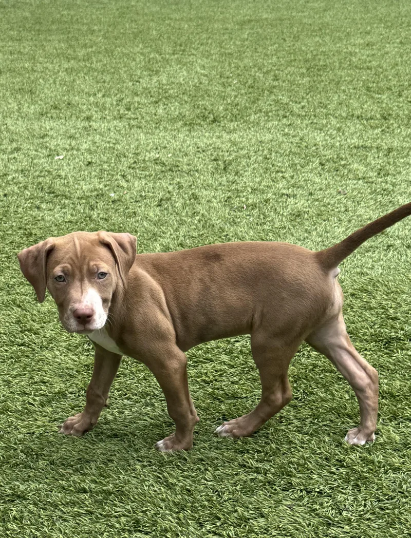 A baby medium-sized female Dalmatian dog named Daisy for adoption in San Antonio, TX