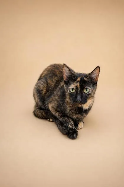 An adult medium-sized female Domestic Short Hair cat named Minnow for adoption in Dahlonega, GA