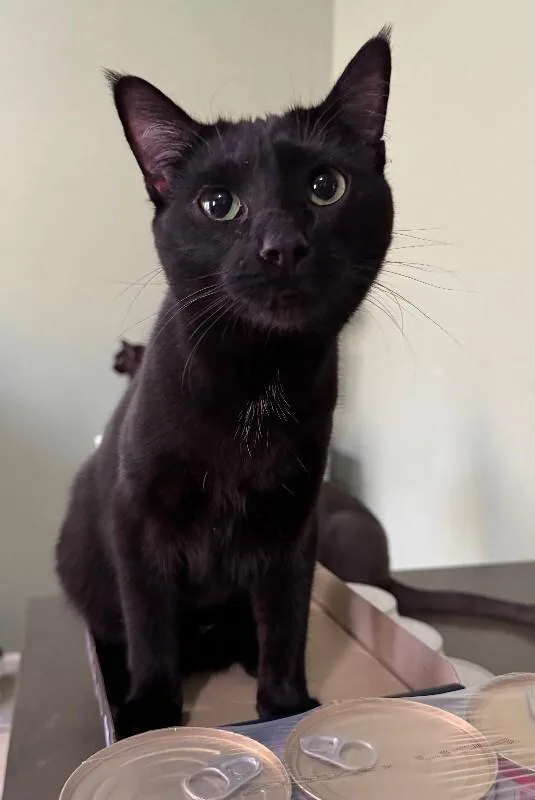 Mean Bean thumbnail 2